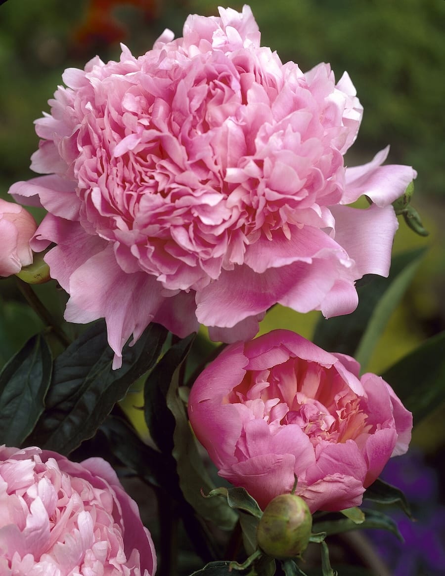 paeonia_sarah-bernhardt_elbo06201 Peonia Sarah Bernhardt - immagine 1