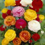 Ranunculus Mixed