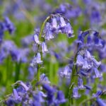 Hyacinthoides Non Scripta Blue