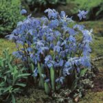 Scilla Blue