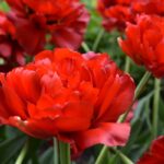 Tulipa Abba