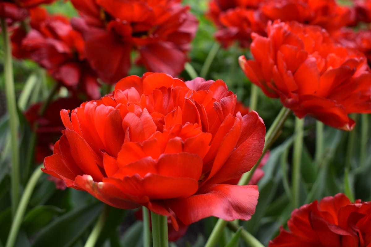 tulipa_abba_shutterstock_1737430553-1-1.jpg Tulipa Abba - immagine 1