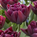 Tulipani Doppi – Allison Bradley