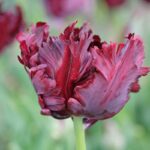 Tulipa Black Parrot