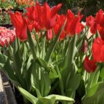 Tulipa Calibra