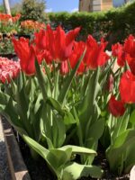 Tulipa Calibra