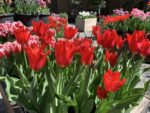 Tulipa Calibra - immagine 2