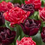 Tulipa Double Milan