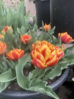 Tulipa Cilesta - immagine 2