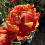Tulipa Cilesta