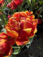Tulipa Cilesta