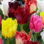 Tulipa Fringed Mixed