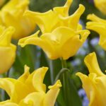 Tulipani Crown – Crown Jewell