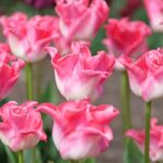 Tulipa Crown of Dynasty®