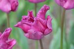 Tulipani Crown – Crown of Negrita