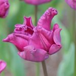 Tulipani Crown – Crown of Negrita