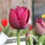 Tulipa Curly Sue®