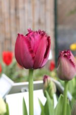 Tulipa Curly Sue®