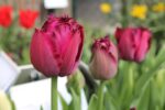 Tulipa Curly Sue® - immagine 2