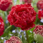 Tulipa Qatar®