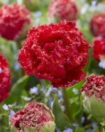 Tulipa Crispa Double Mixed - immagine 2