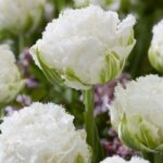 Tulipa Snow Crystal®