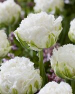 Tulipa Crispa Double Mixed - immagine 3