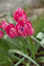 Tulipa Little Beauty - immagine 2