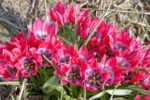 Tulipa Little Beauty - immagine 3