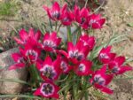 Tulipa Little Beauty