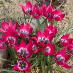 Tulipa Little Beauty