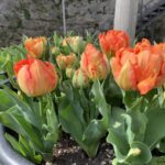 Tulipa Monte Orange®