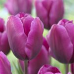 Tulipani Classici – Negrita