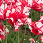 Tulipa Estella Rijnveld