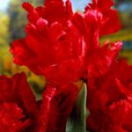 Tulipani Pappagallo – Red Champion