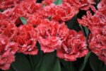 Tulipa Qatar® - immagine 2