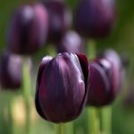 Tulipa Queen of Night