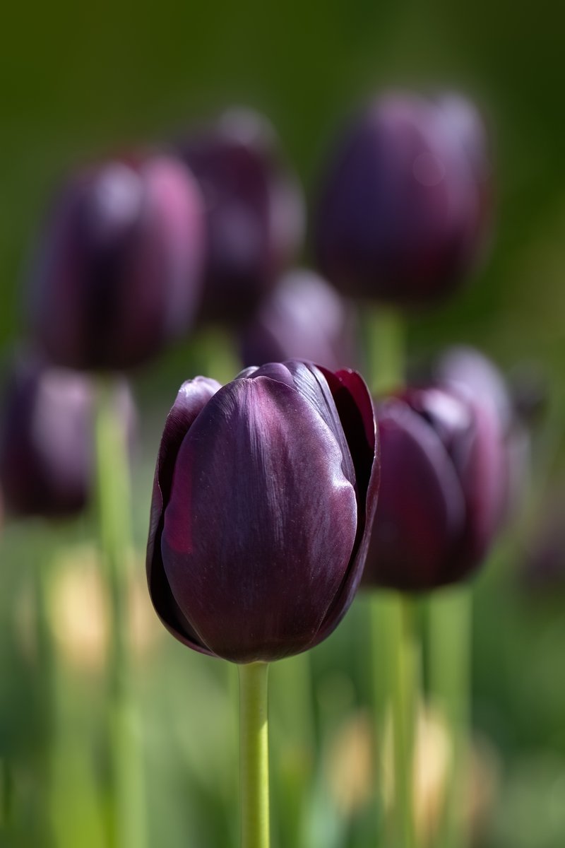 tulipa_queen-of-night_shutterstock_2455431217 Tulipa Queen of Night - immagine 1