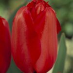 Tulipa Red Impression®