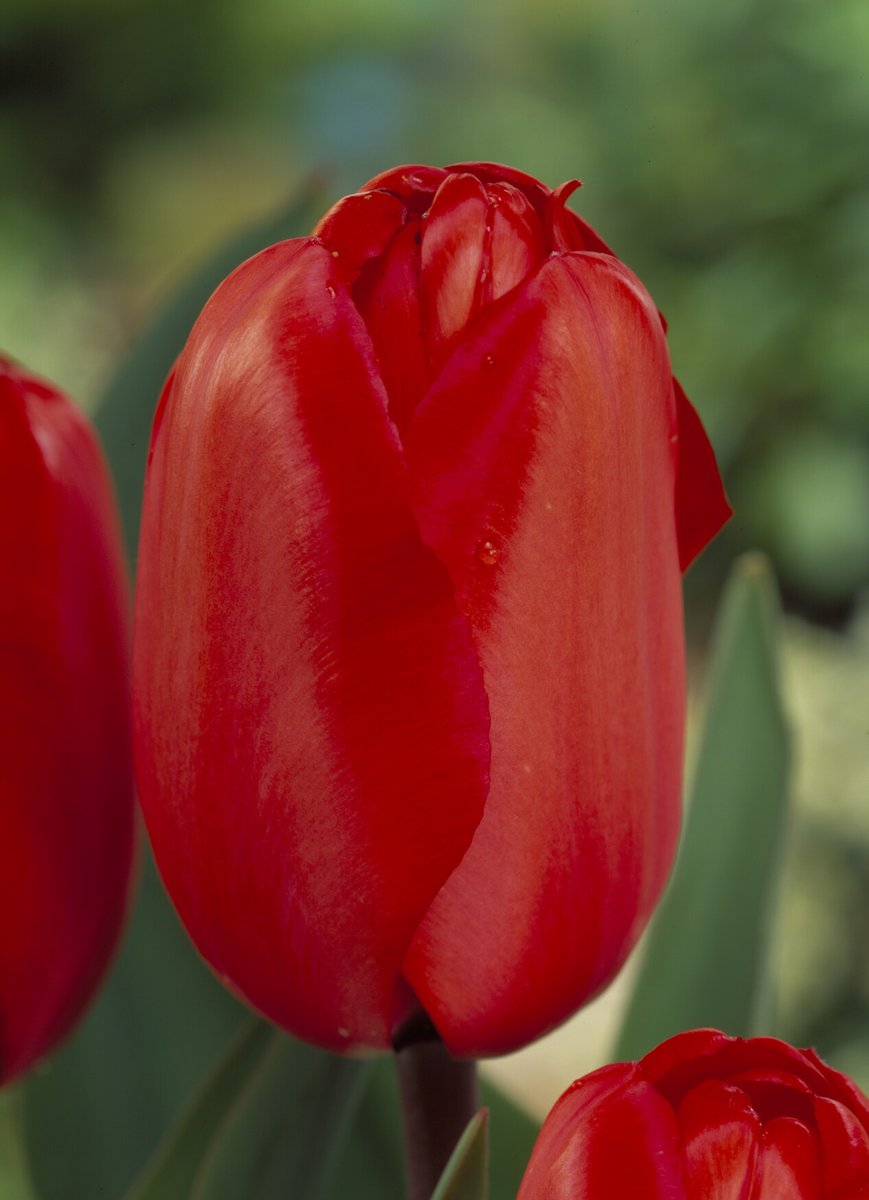 tulipa_red_impression_vima01174 Tulipa Red Impression® - immagine 1