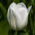 Tulipa Royal Virgin®