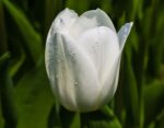 Tulipa Royal Virgin® - immagine 2