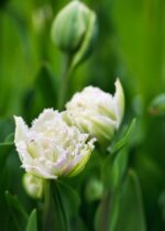 Tulipa Snow Crystal® - immagine 2