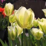 Tulipa Spring Green