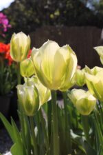 Tulipa Spring Green