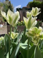 Tulipa Viridiflora Mixed - immagine 2
