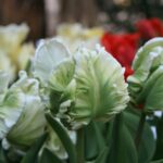 Tulipa Super Parrot