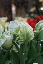 Tulipa Super Parrot