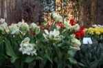 Tulipa Super Parrot - immagine 2