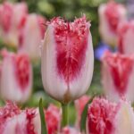 Tulipani Crispa Doppi – Sweet Simone